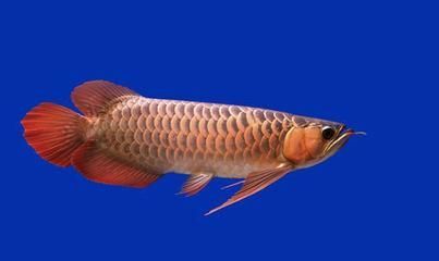龍魚吃的很少什么原因怎么辦呢，龍魚食欲下降可能由多種因素引起龍魚食欲下降的原因以及解決策略