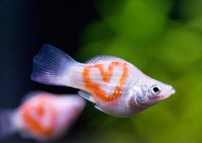龍魚吃的很少什么原因怎么辦呢，龍魚食欲下降可能由多種因素引起龍魚食欲下降的原因以及解決策略
