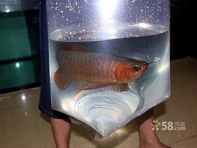 紅金龍和金龍魚(yú)的區(qū)別是什么意思：紅金龍魚(yú)與金龍魚(yú)的區(qū)別
