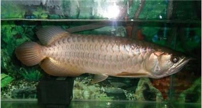 小龍魚用什么燈最好：小龍魚燈光的選擇指南 小龍魚用什么燈最好：小龍魚燈光的選擇指南 龍魚百科 第1張