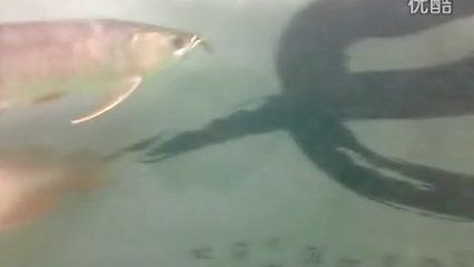 龍魚凹眼有救嗎：龍魚凹眼有救嗎龍魚凹眼有救嗎