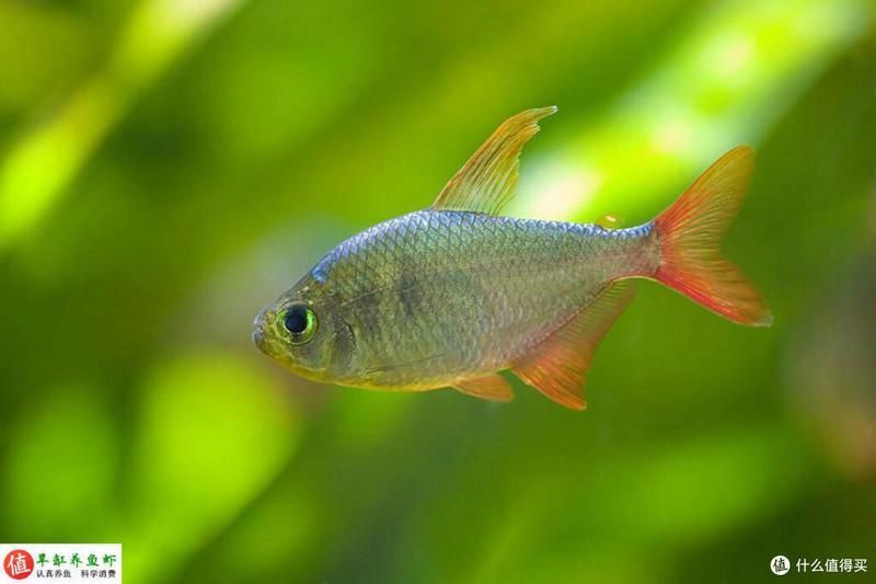 龍魚真菌最怕三個東西