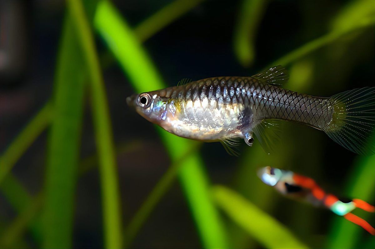 龍魚真菌最怕三個東西