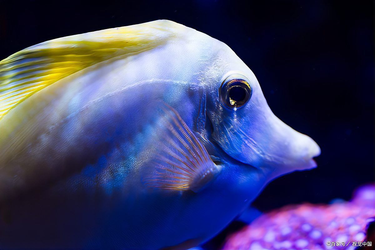 龍魚爛鰭期間需要多長時間恢復？