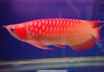 紅色的金龍魚叫什么（紅色的金龍魚可以指幾種不同的龍魚品種紅尾金龍魚）