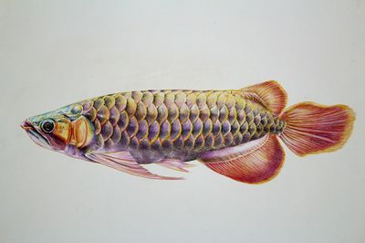 紅色的金龍魚叫什么（紅色的金龍魚可以指幾種不同的龍魚品種紅尾金龍魚）