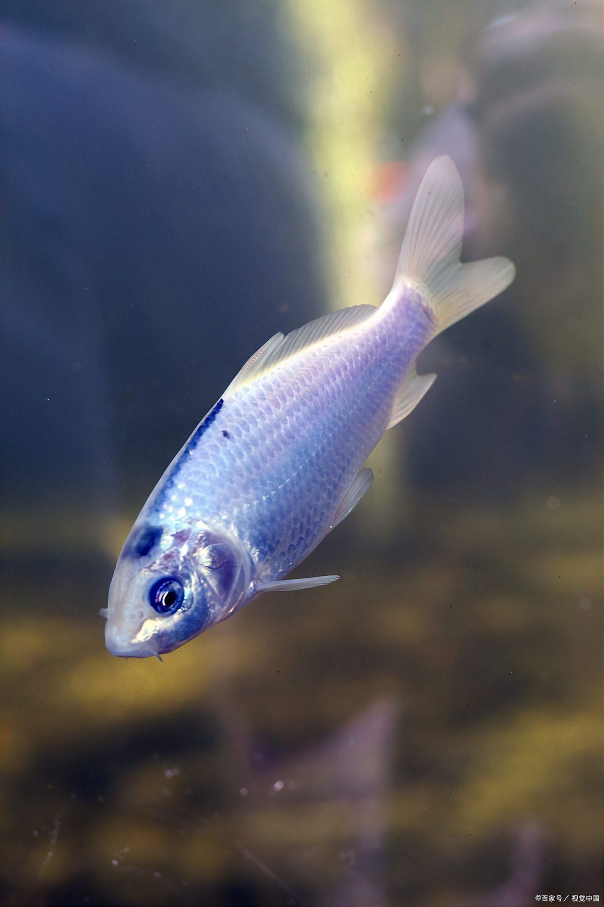 銀龍魚一次吃多少飼料