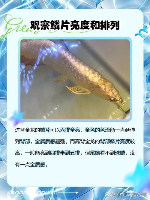 高背金龍魚價(jià)格多少錢一只圖片