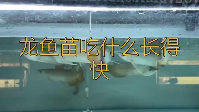龍魚幼苗1到3厘米喂什么飼料