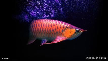紅龍魚(yú)手機(jī)壁紙（關(guān)于“紅龍魚(yú)手機(jī)壁紙”的問(wèn)題）