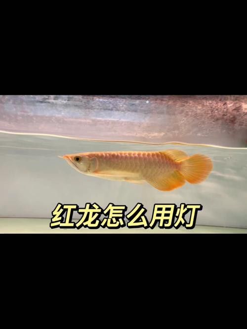 紅龍魚用黃燈好嗎圖片大全