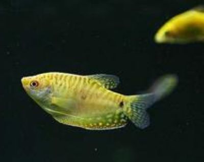 黃曼龍魚多久繁殖一次（關于黃曼龍魚繁殖頻率的一些詳細信息黃曼龍魚繁殖頻率）