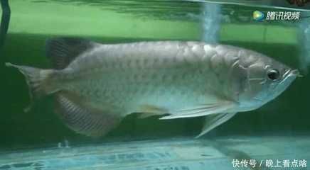 養的金龍魚死了預示著什么意思（金龍魚死亡可能預示著多種含義，包括風水上的擋災、破財消災）