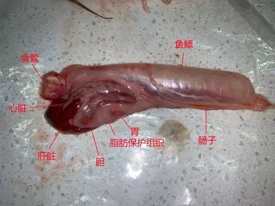 龍魚喂飼料好消化嗎為什么：龍魚喂飼料是否好消化