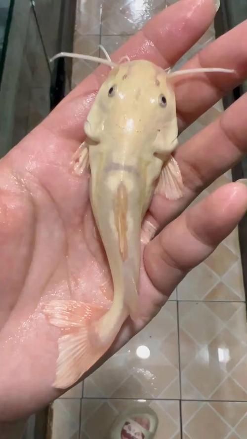 金貓魚圖片