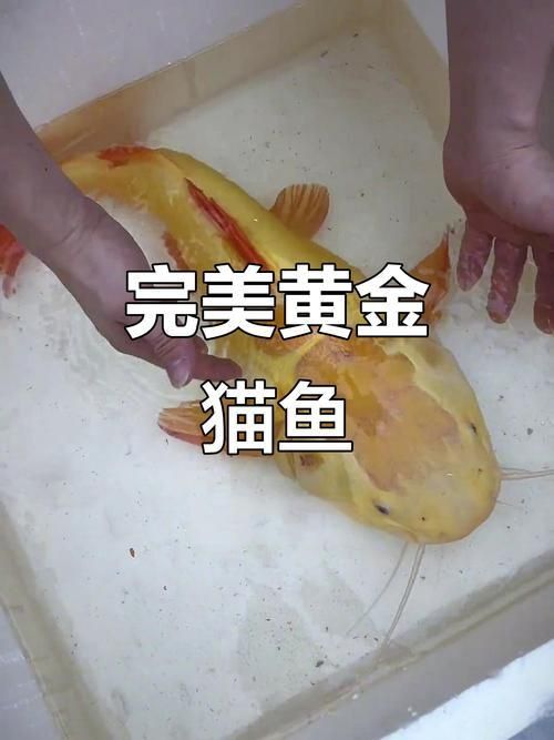 金貓魚圖片