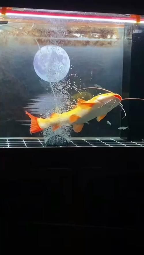 金貓魚圖片