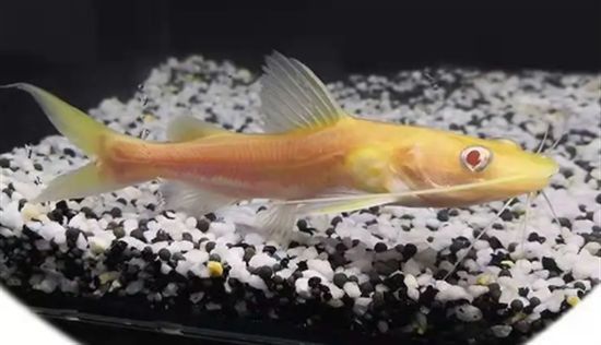 金貓魚圖片