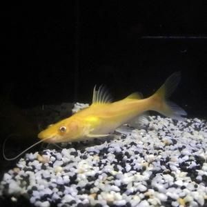 金貓魚圖片