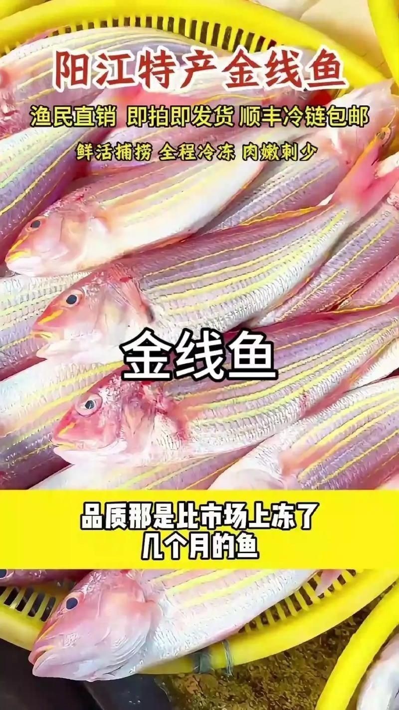 金貓魚圖片