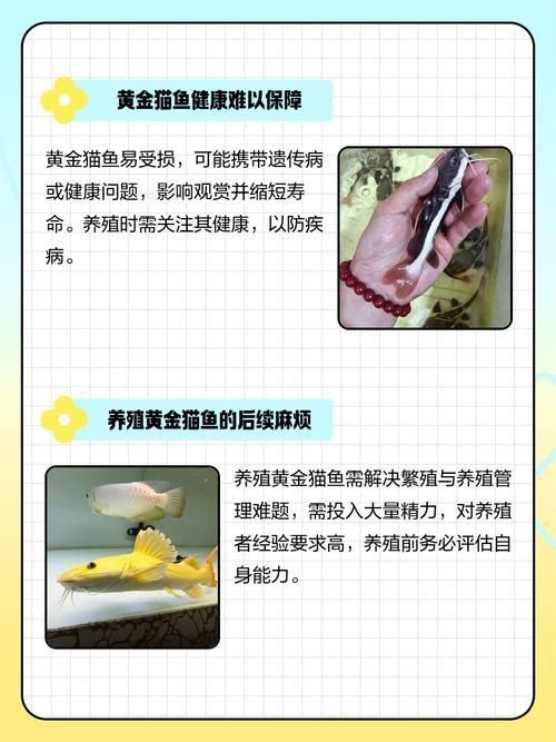 金貓魚圖片