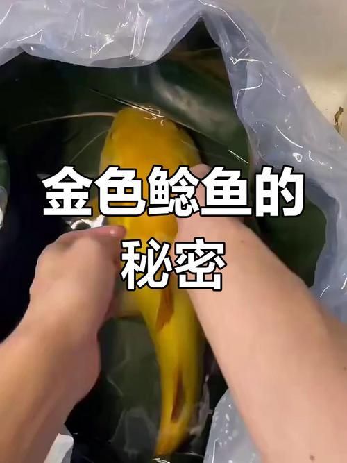 金貓魚圖片