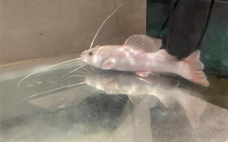 金貓魚圖片