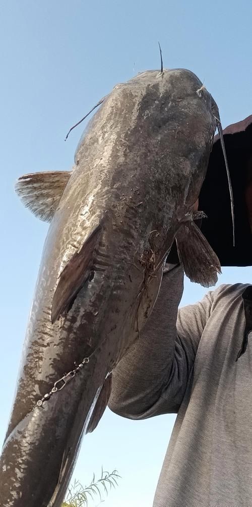 金貓魚圖片