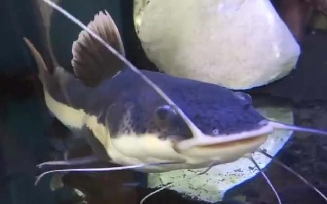 金貓魚圖片