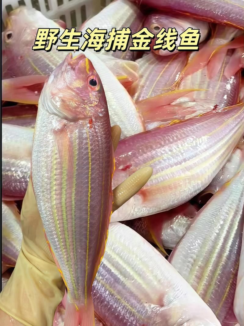 金貓魚圖片