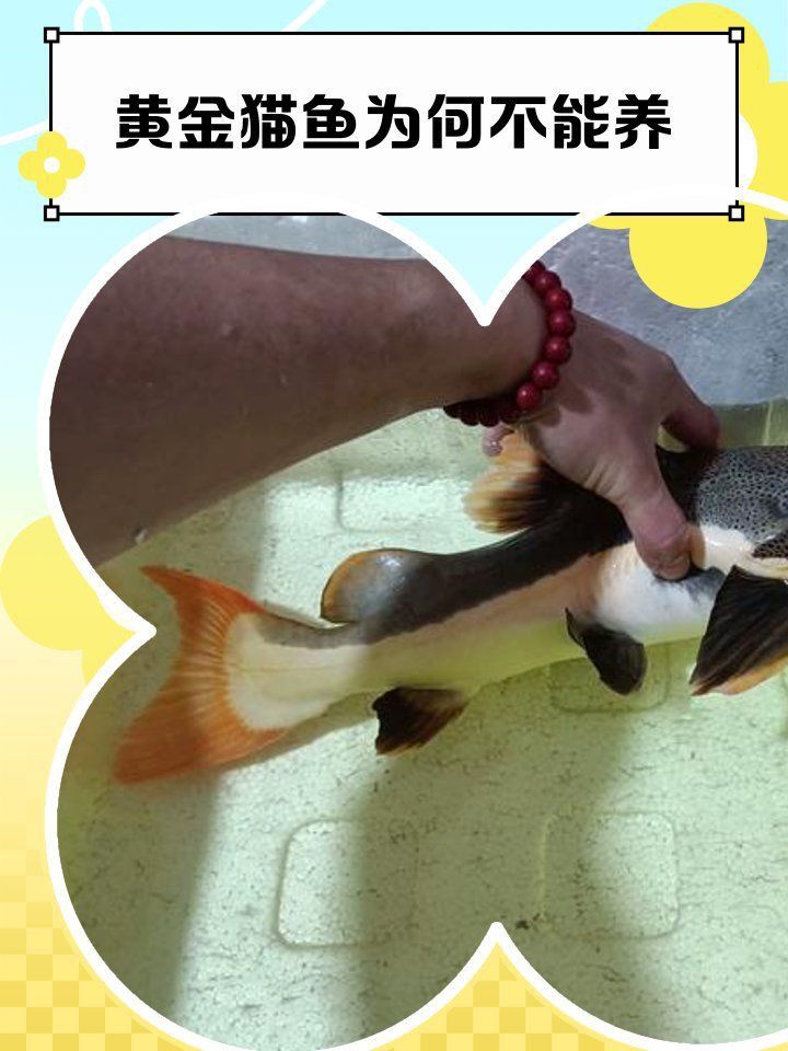 金貓魚圖片