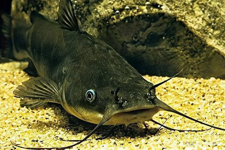 金貓魚圖片