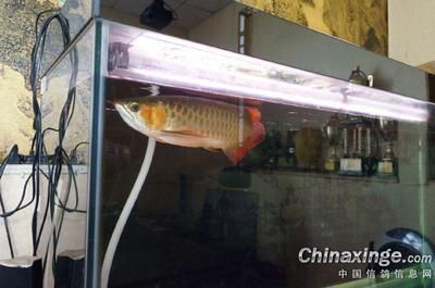 辦公室養(yǎng)金龍魚(yú)有什么講究嗎女生：辦公室養(yǎng)金龍魚(yú)有什么講究