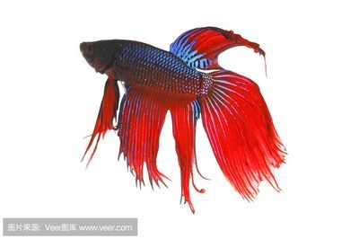 白色金龍魚的樣子怎么畫：白色金龍魚的畫法及染色