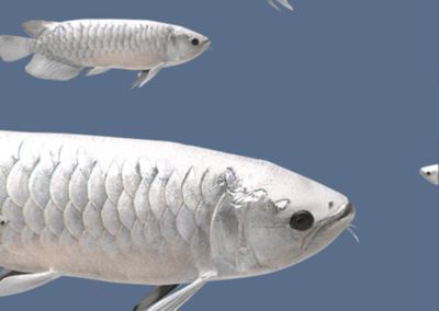 白色金龍魚的樣子怎么畫：白色金龍魚的畫法及染色