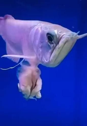 銀龍魚白眼怎么回事兒圖片