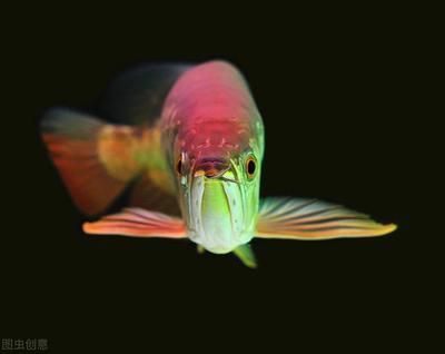 紅龍魚(yú)用什么顏色的燈光最好：關(guān)于紅龍魚(yú)的飼養(yǎng)問(wèn)題