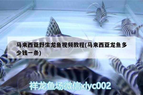 龍魚是野生的還是養殖的好：如何辨別野生與養殖龍魚