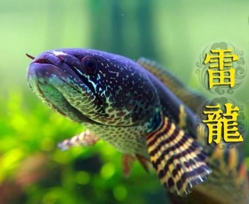 奶茶雷龍可以混養什么魚：奶茶雷龍魚在混養時應選擇體型相近或略大的魚類混養
