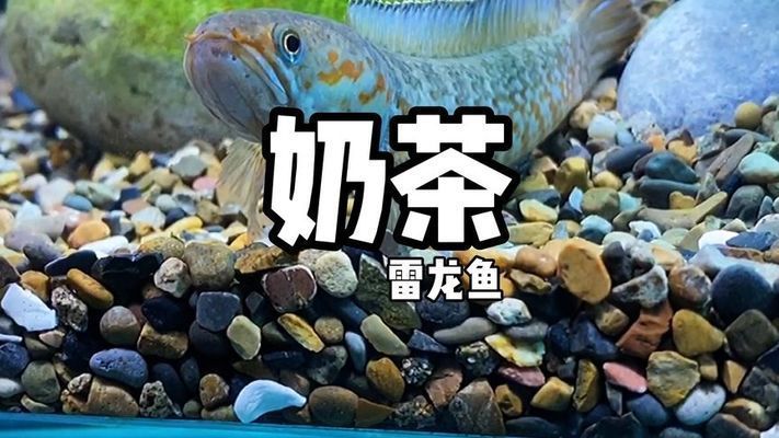 奶茶雷龍可以混養什么魚：奶茶雷龍魚在混養時應選擇體型相近或略大的魚類混養