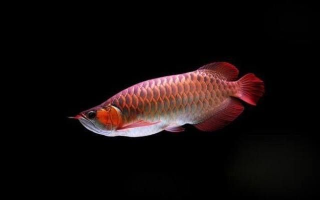 龍魚品級劃分標準是什么（金龍魚的品級劃分標準）