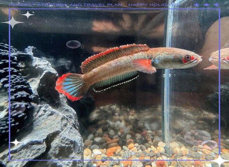 雷龍魚不發色怎么辦呢