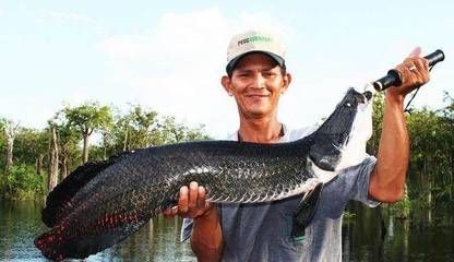 金龍魚黑龍魚哪個好養(yǎng)：金龍魚和金龍魚的飼養(yǎng)難度對比金龍魚和黑龍魚的飼養(yǎng)難度對比