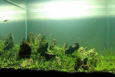 龍魚缸怎么清理
