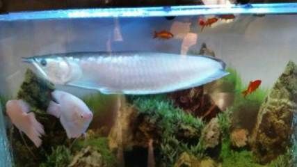 成年銀龍魚是多少公分（成年銀龍魚能長(zhǎng)多大銀龍魚一年能長(zhǎng)多大銀龍魚能長(zhǎng)多大）