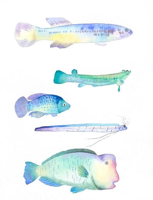 龍魚素描圖片大全大圖高清