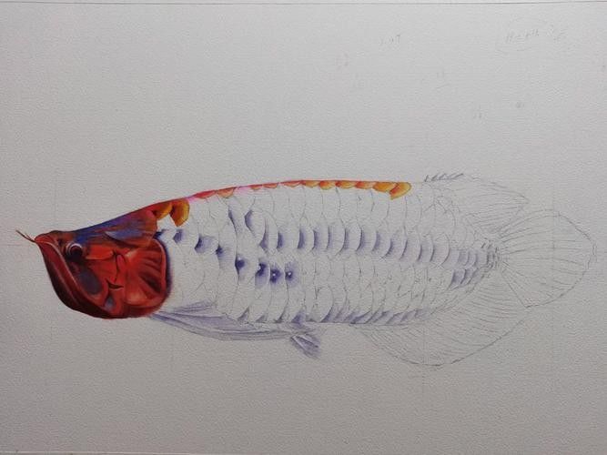 龍魚素描圖片大全大圖高清
