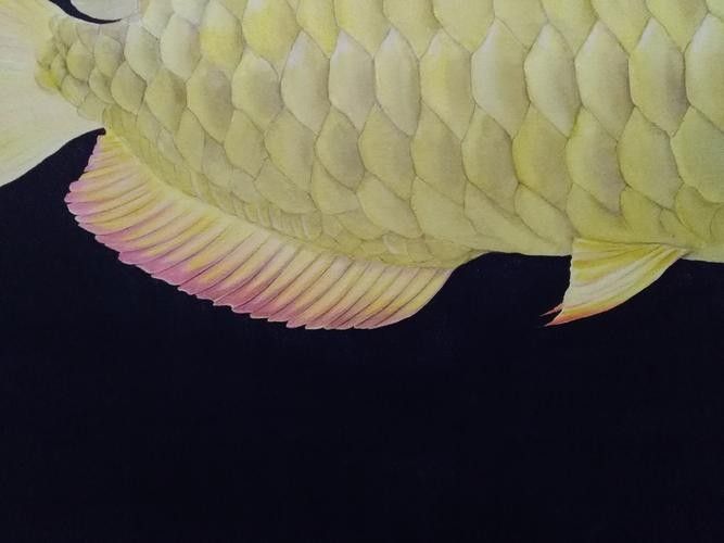 龍魚素描圖片大全大圖高清