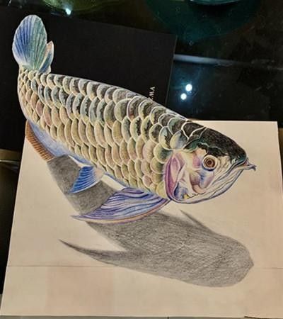 龍魚素描圖片大全大圖高清