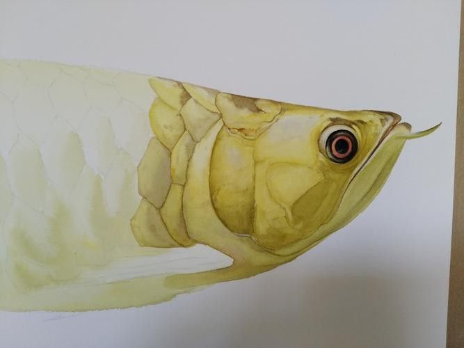 龍魚素描圖片大全大圖高清